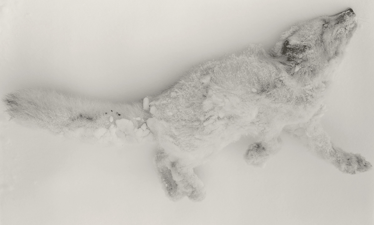 Arctic Fox. Northwest Greenland