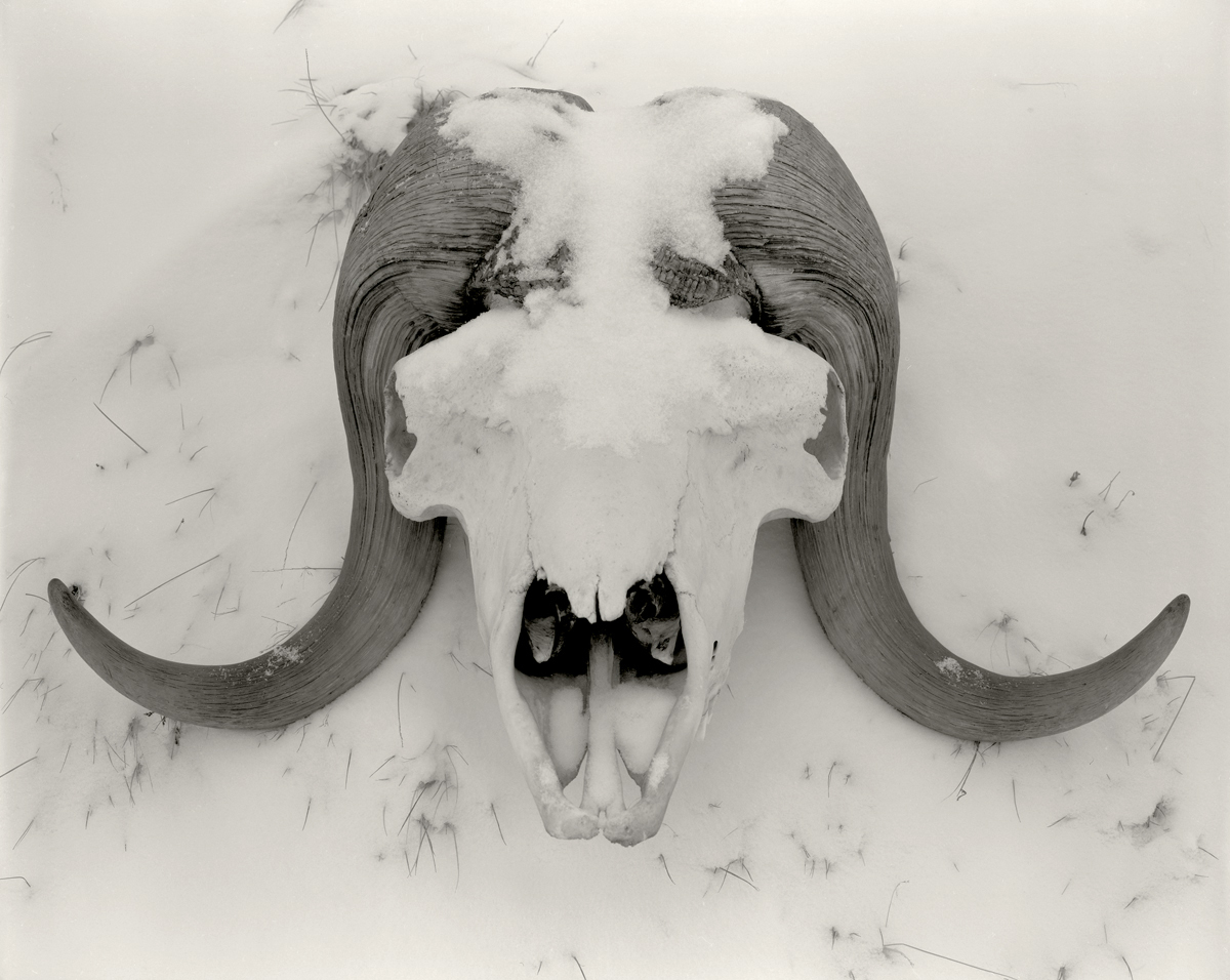 Muskox Skull. Northwest Greenland